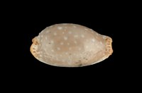 藏品(雞皮寶螺)的圖片